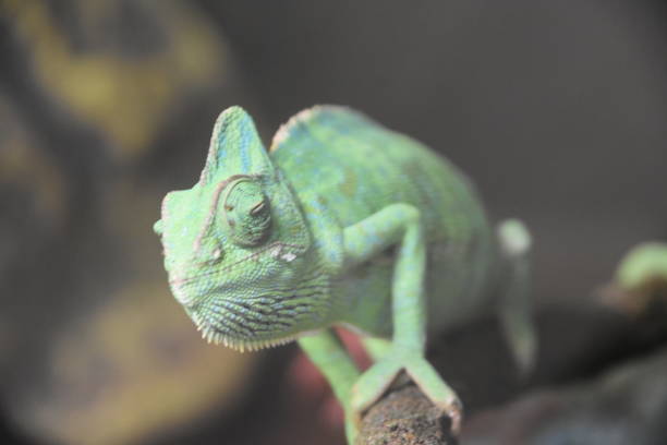 istock Chinese water dragon 1156104371