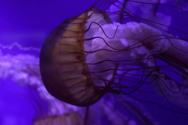 istock Beautiful jellyfish in the aquarium. 1156104931