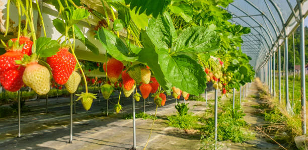 istock Strawberries growing in Greenhouse 1156105080