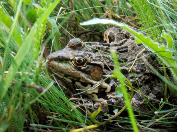 istock big frog in the grass 1156105139