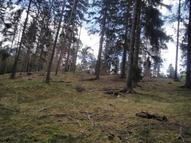 istock Beautiful forest in the morning 1156105274