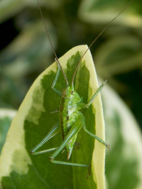 istock grasshopper on the plant leaf 1156105310