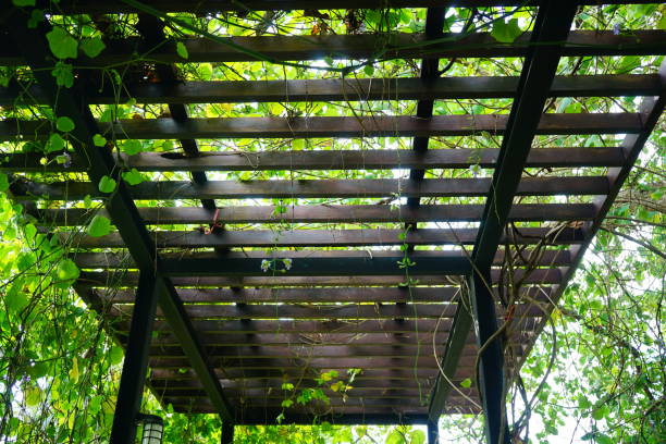 Roof ivy leave