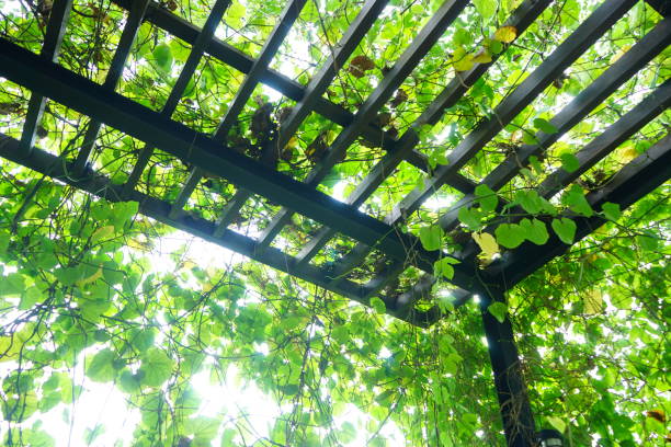 istock Roof ivy leave 1156106715