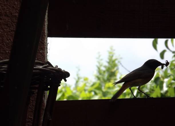istock A little bird with bugs in the beak 1156107287
