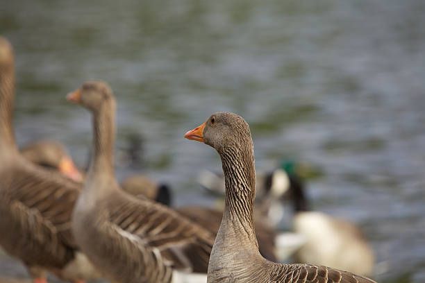 Doup de Patos - foto de acervo