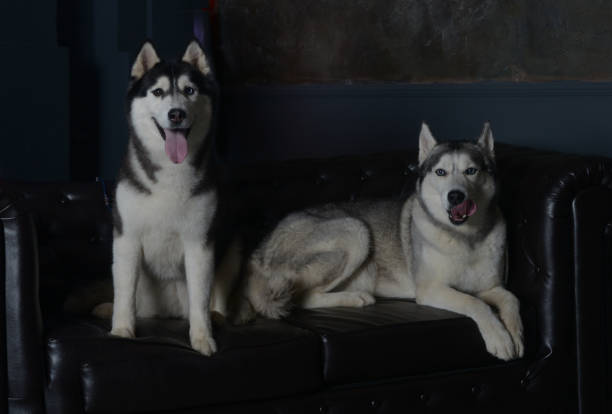 istock two luxurious dogs on a luxurious couch 1156108436