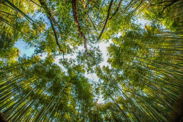 istock Kyoto Arashiyama bamboo forest 1156110114