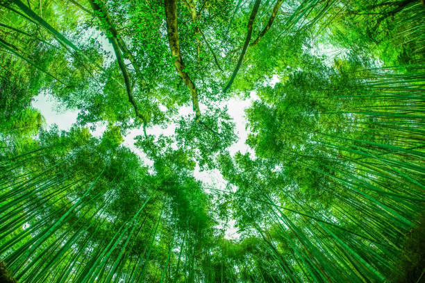 istock Kyoto Arashiyama bamboo forest 1156110129