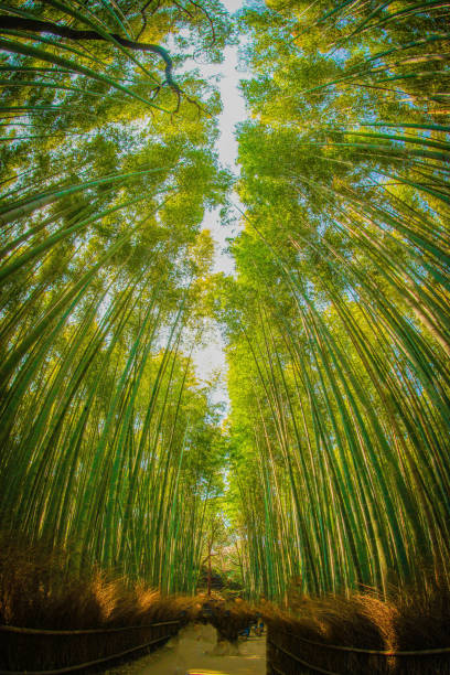 교토 아라시야마 대나무 숲 - footpath single lane road bamboo bamboo shoot 뉴스 사진 이미지