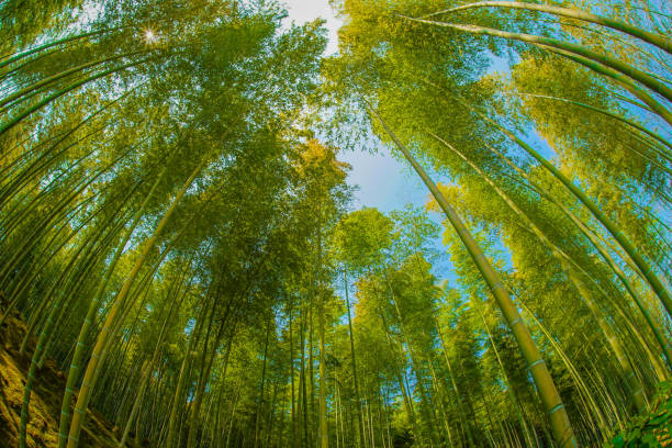 교토 아라시야마 대나무 숲 - footpath single lane road bamboo bamboo shoot 뉴스 사진 이미지