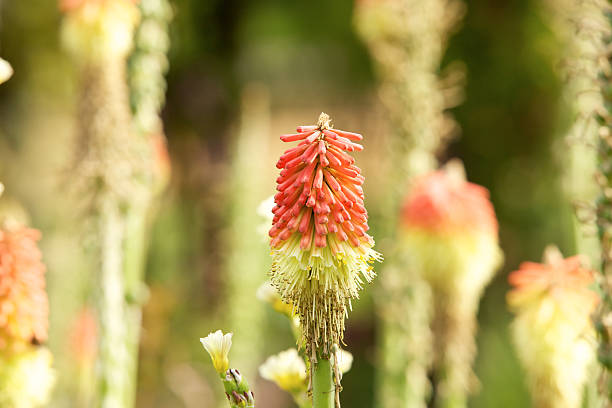 O Red & planta Verde - foto de acervo