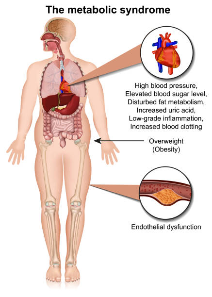 illustrazioni stock, clip art, cartoni animati e icone di tendenza di l'illustrazione vettoriale medica del sistema metabolico isolata su infografica di sfondo bianco - insulin resistance