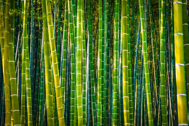 교토 아라시야마 대나무 숲(고대비) - footpath single lane road bamboo bamboo shoot 뉴스 사진 이미지