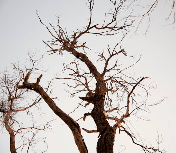 Parts of some dead and bare trees with sky background