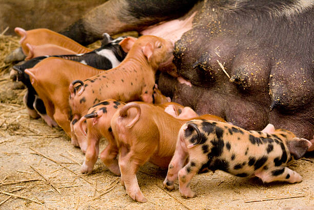 istock Piggy family 115611258