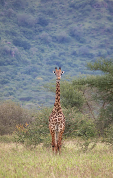 istock Masai giraffe in nature 1156113755