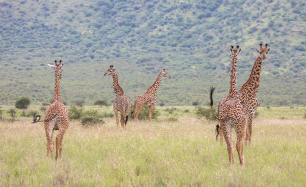 istock Masai giraffe in nature 1156113757