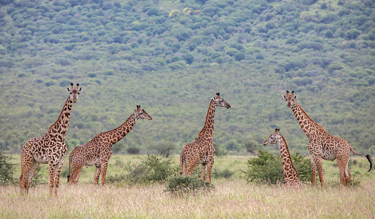 Masai giraffe in Mikomazi national park in Tanzania