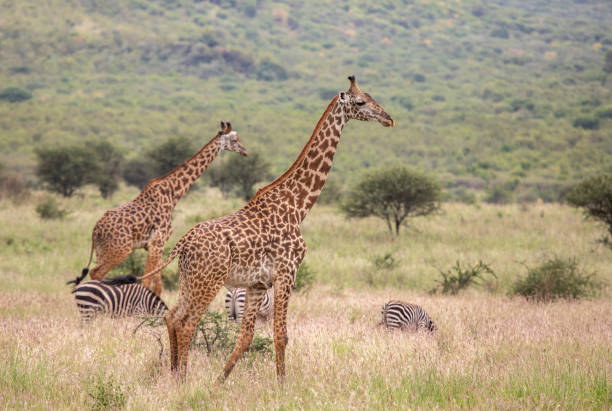 istock Masai giraffe in nature 1156113769