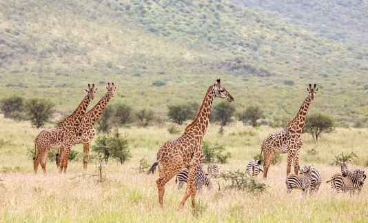 A group giraffes with beautiful panorama of the savannah in the plains of the Serengeti National Park – Tanzania