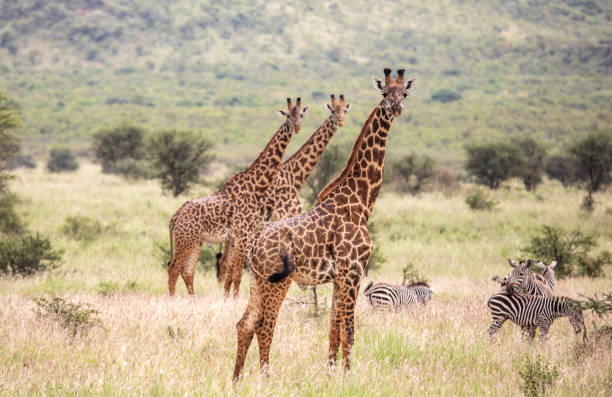 giraffa masai in natura - masai giraffe foto e immagini stock