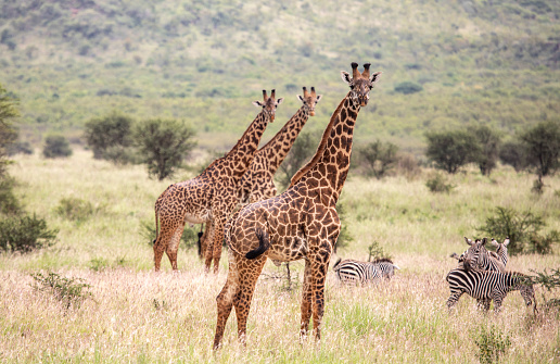 Masai giraffe in Mikomazi national park in Tanzania