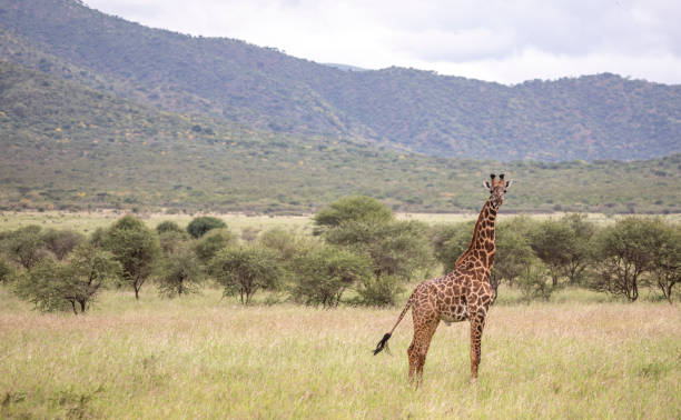 giraffa masai in natura - masai giraffe foto e immagini stock