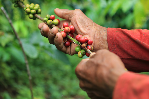 Coffee farmer in Ciremai Mountain, West Java