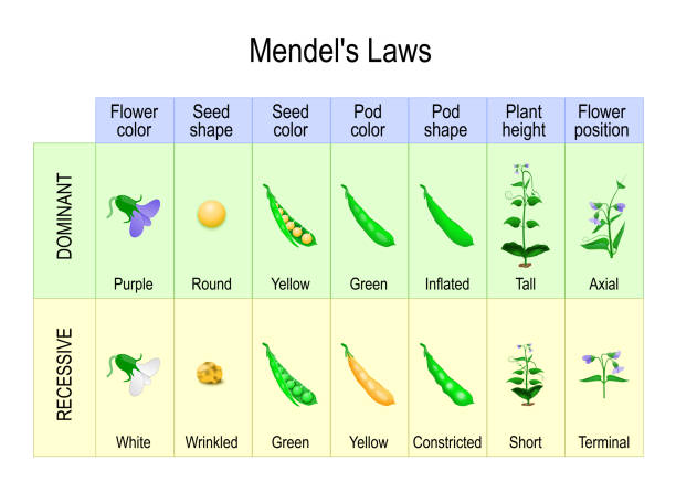 ilustrações de stock, clip art, desenhos animados e ícones de mendel’s experiment. biological inheritance - ervilha