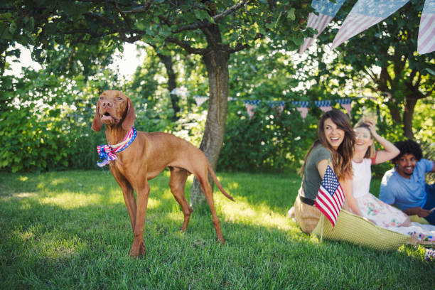 Celebrating fourth July Friends celebrating US Independence Day american dog stock pictures, royalty-free photos & images