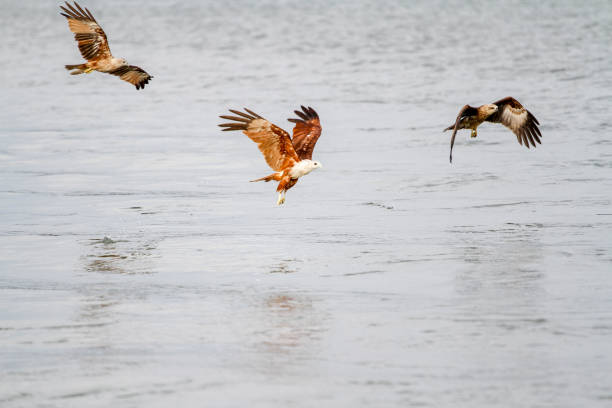istock Red eagle fly on the sky in nature at thailand 1156113990