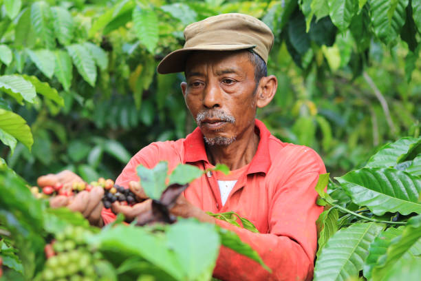 Coffee beans ripening in Kuningan District, West Java, Indonesia Coffee farmer in Ciremai Mountain, West Java indonesian ethnicity stock pictures, royalty-free photos & images