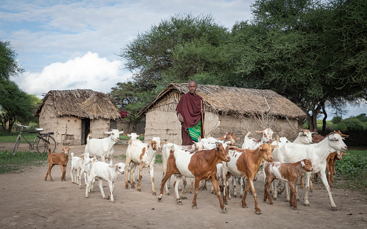 Chintamani, Karnataka, India- January 16, 2022:\nAt dusk a native old man is taking flock of sheep back to his village with a bamboo stick in his hand at Chintamani, Karnataka, India.