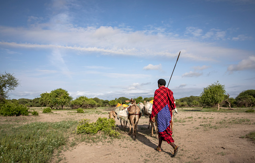 masai man traveling with donkeys to fetch water from a stream