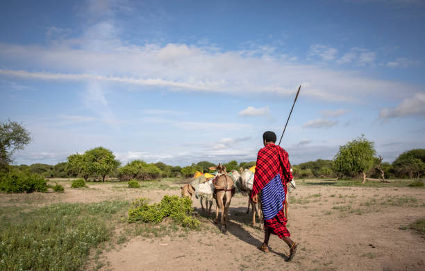 masai man traveling with donkeys to fetch water stock photo