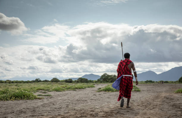масаи человек ходить в саванне - национальный заповедник масаи стоковые фото и изображения