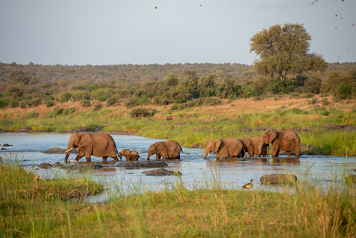 Baby African elephant crossing river with family