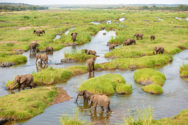 istock Herd African elephants crossing river 1156116451