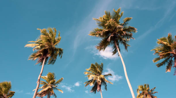 Coconut palm trees in Paiva Reserve beach stock photo