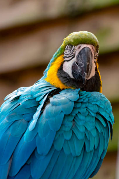 istock Macaw blue-and-yellow parrot, long-tailed colorful exotic bird 1156117809