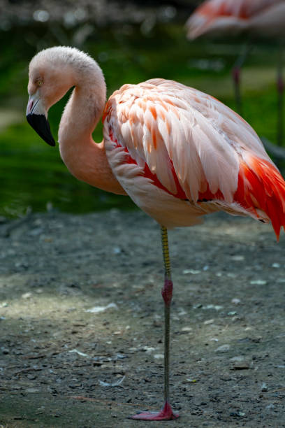 istock Pink framingo bird close up 1156117864