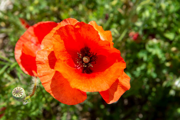 istock Red poppy flowers on green grass 1156117889