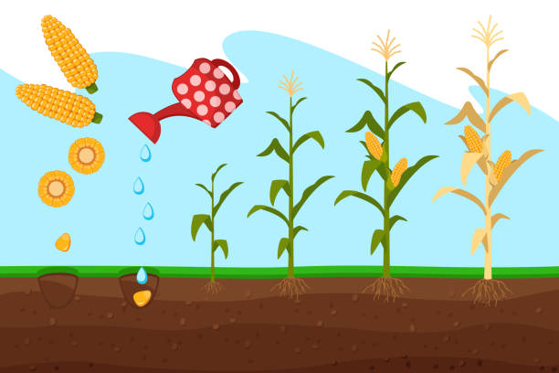 uprawa kukurydzy w ziemi od ziarna do drzewa. - corn on the cob corn corn crop white background stock illustrations