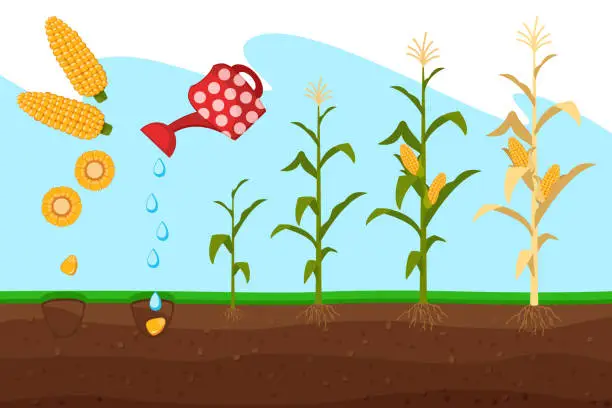 Vector illustration of Growing corn in the ground from grain to tree.