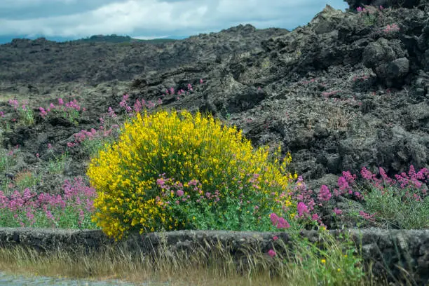 Flora of Mount Etna volcano, seasonal blossom of pink Centranthus ruber Valerian or Red valerian and yellow Genista aetnensis, popular garden plants with ornamental flowers.