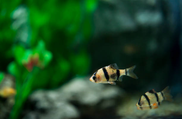 istock barb in the aquarium close - up 1156122180