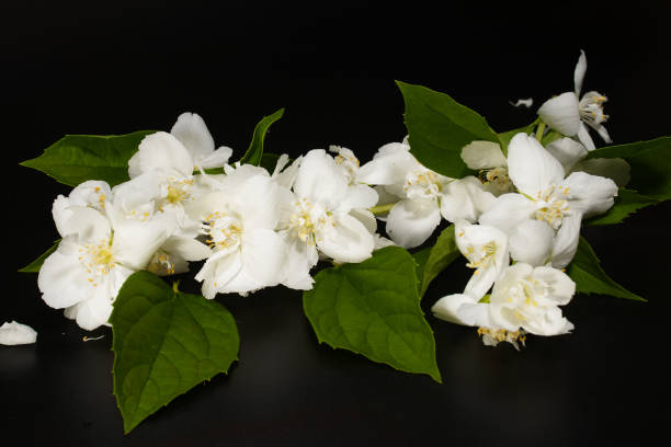 istock Jasmine flowers with leaves on a black background. 1156122307