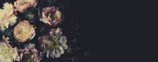 Vintage bouquet of beautiful peonies on black. Floristic decoration. Floral background. Baroque old fashiones style. Natural flowers pattern wallpaper or greeting card Vintage bouquet of beautiful pale peonies on black. Floristic decoration. Floral background. Baroque old fashiones style image. Natural flowers pattern wallpaper or greeting card vintage flowers stock pictures, royalty-free photos & images