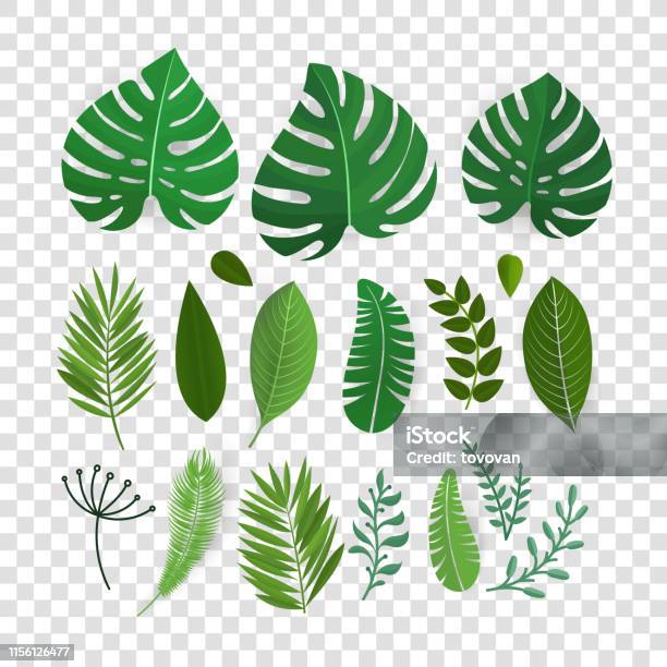 Summer Season Exotic Leaves Vector Collection Isolated On Transparent Stock Illustration - Download Image Now